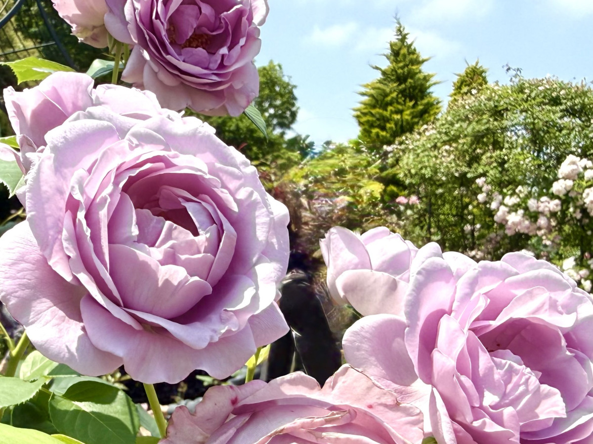 平塚市 – 花菜ガーデンレポート】圧倒されるほどのバラづくし！ローズ